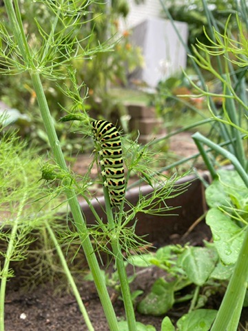 Gartenbewohner