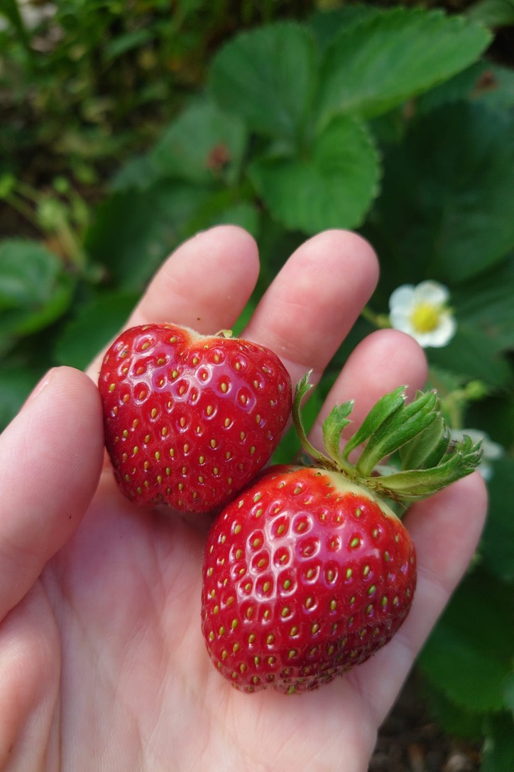 Herzbeeren