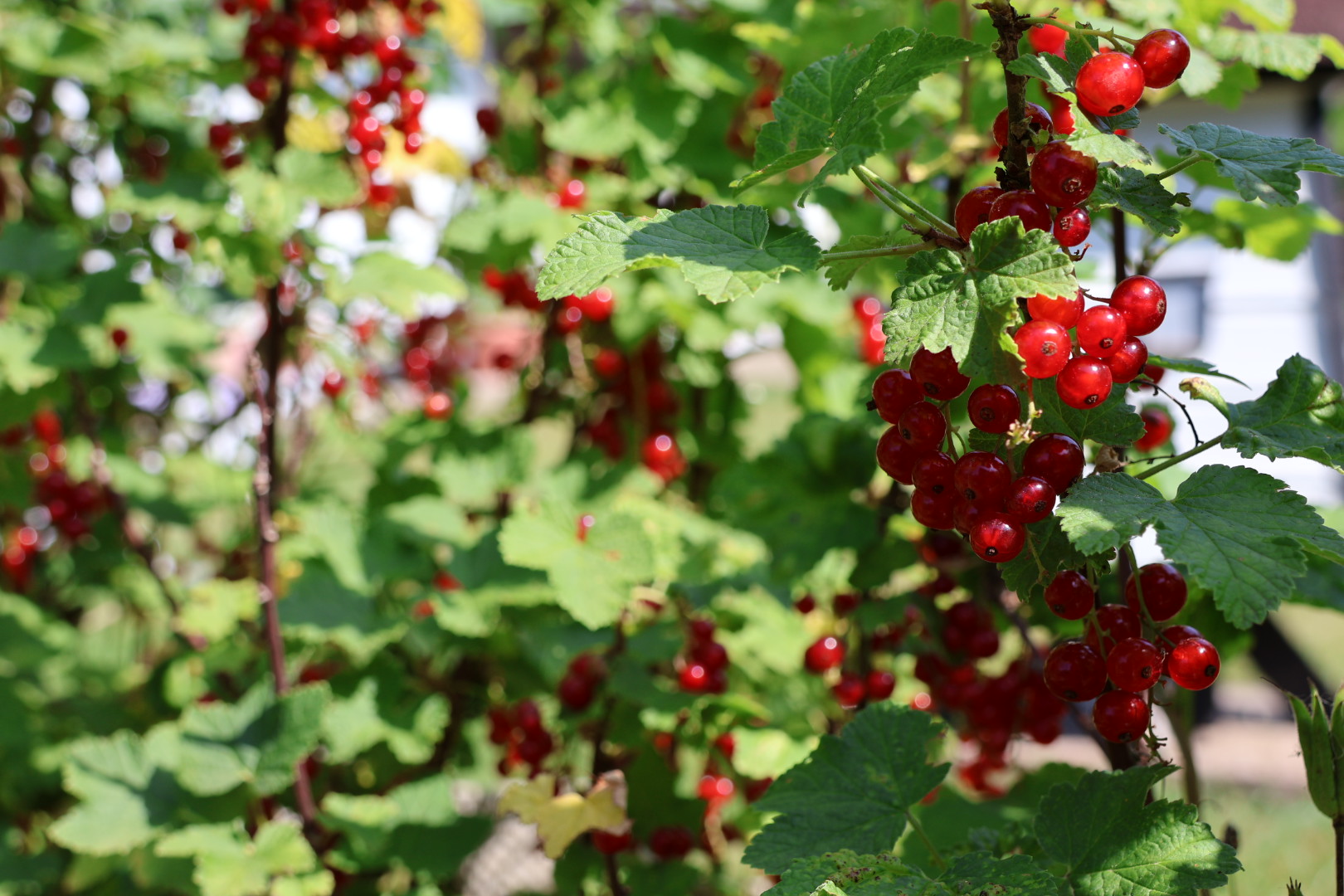 Johannisbeeren